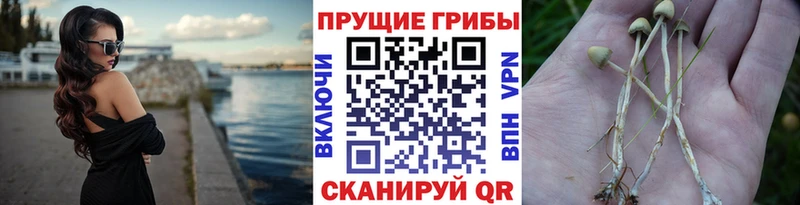 Галлюциногенные грибы Magic Shrooms  Нерюнгри 